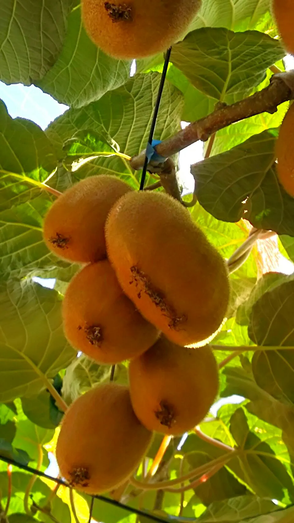 🍇狩りに行ったら終わってて😭梨狩りもできず😩
キウイは10月からで..😰📷✨だけ撮って帰ってきました..
2つ分❕😲のでっかいキウイがいっぱいでビックリ👀💦|みうのすけさん