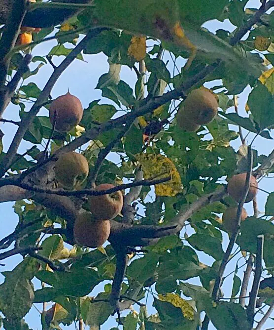 Apple tree at my family home in Tokyo|Masakiさん