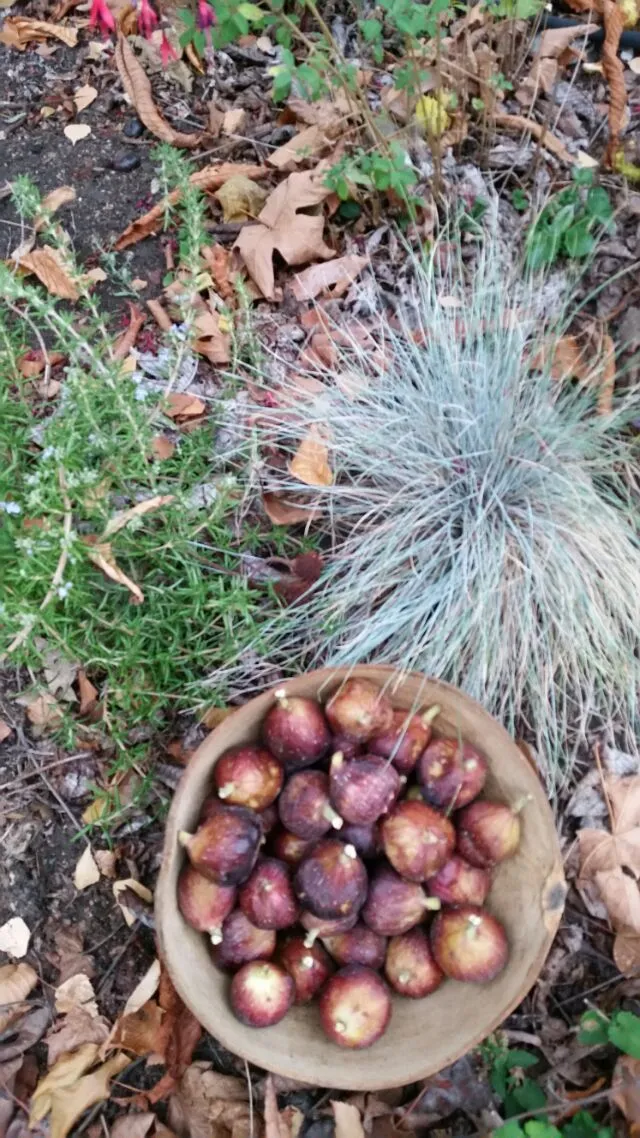 Brown Turkey Figs|Christina Sasserさん