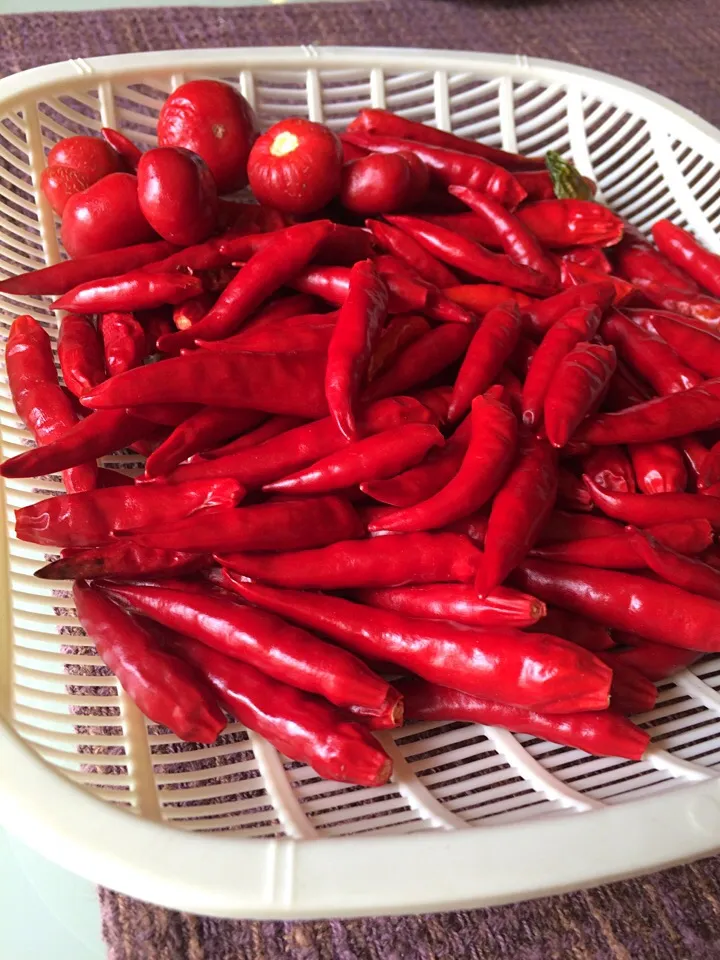 Drying my chili peppers|Nigelさん