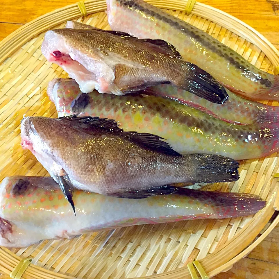 江戸前 の小魚 灰干し仕込みます|亀戸 養生蕎麦 高のさん