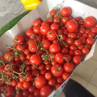 Snapdishの料理写真:Tomaten|Sophie Riegerさん