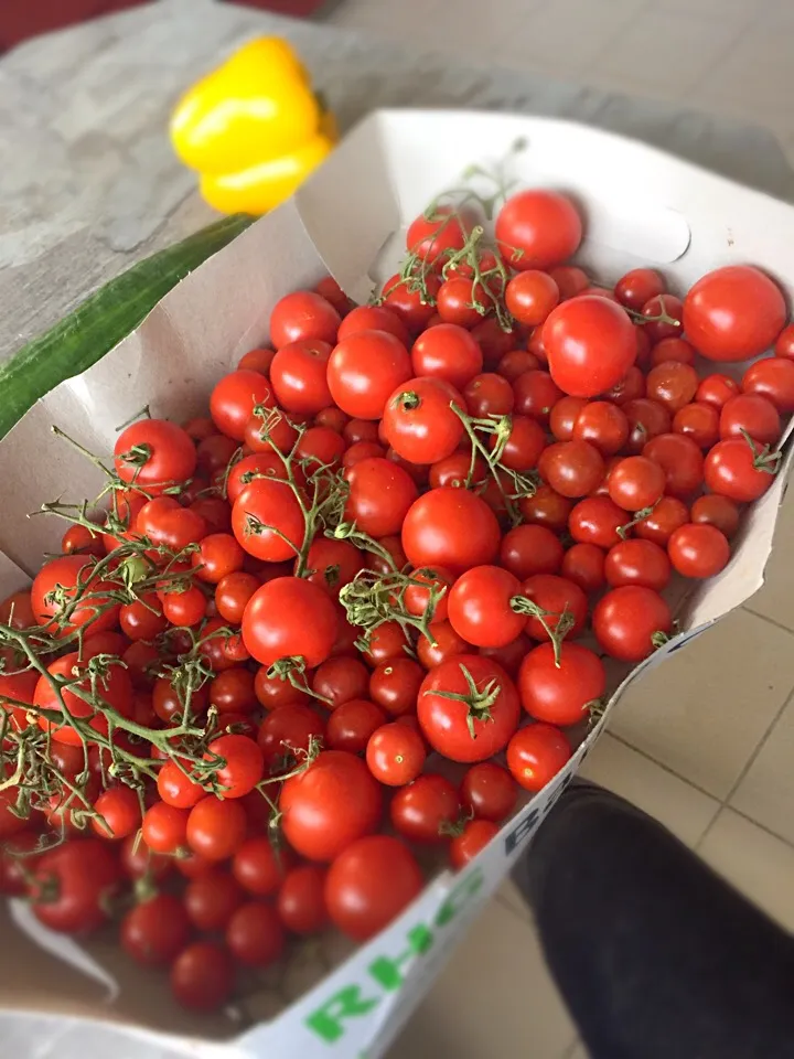 Snapdishの料理写真:Tomaten|Sophie Riegerさん