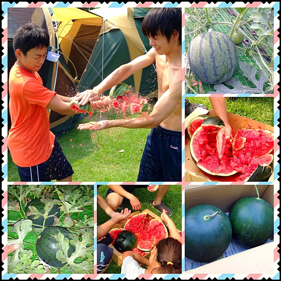 畑で採れたスイカ🍉😋|いしくん。（たまご王子🥚🐣🐥🐔）さん