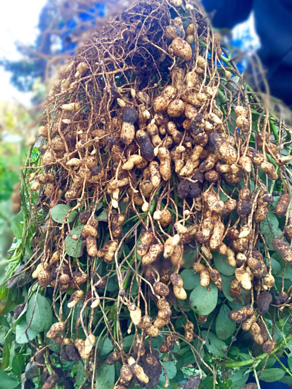 落花生 収穫！Organic Peanuts|わたげさん