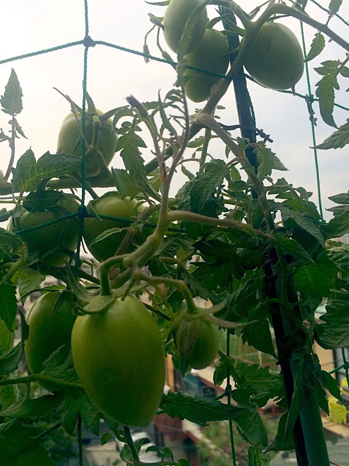 Tomatoes @ family home in Tokyo|Masakiさん