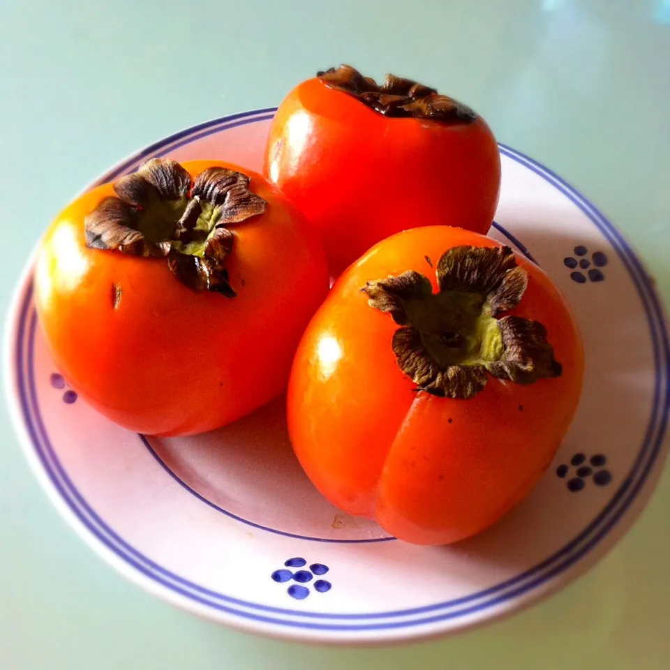 Persimmons|Stefan Labuschagneさん