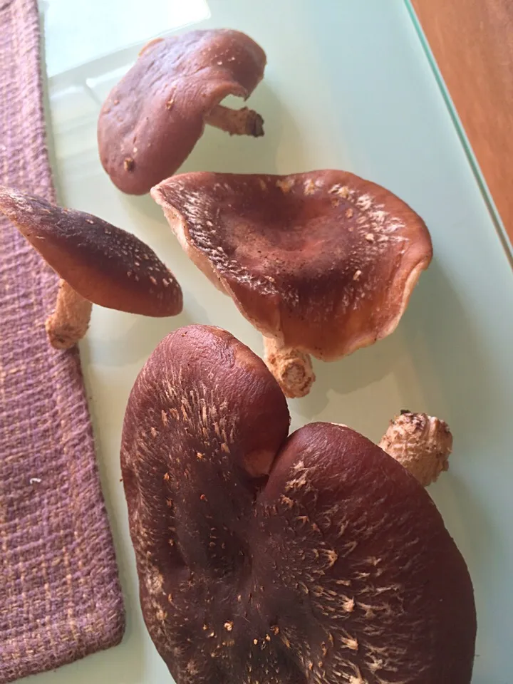 Snapdishの料理写真:Fresh shiitake mushrooms|Nigelさん