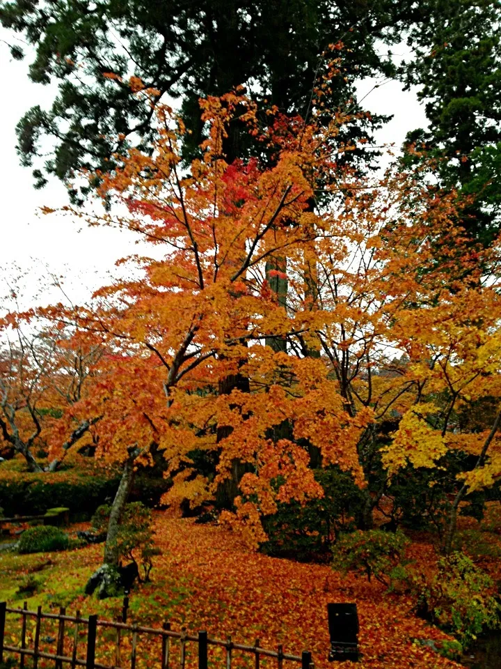 |めいぺぺさん