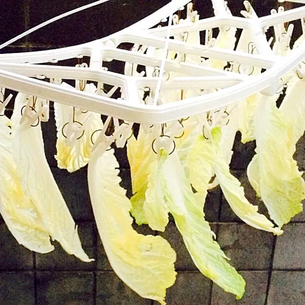 干し白菜  塩漬け柚子風味にする予定。|まっちGさん