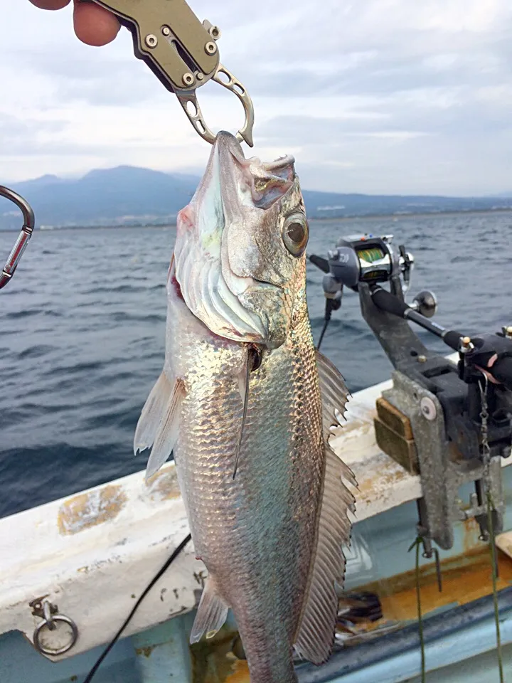 ニベ|風流料理人さん