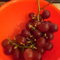 Grapes|Irina Motocさん