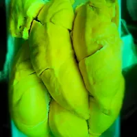 Snapdishの料理写真:indonesia's montong durian|rosmaliahさん