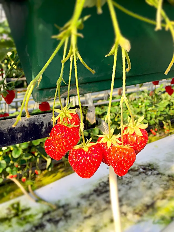 いちご狩り🍓🍓🍓|ぽっちゃんさん