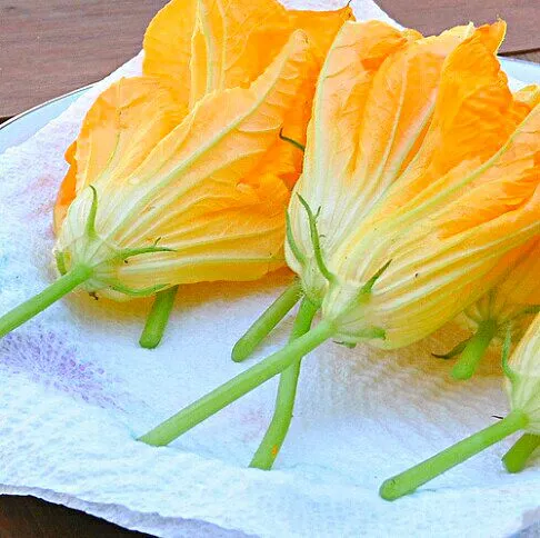 Squash Blossoms #Vegetable #Organic #Gardening #Healthy|Alisha GodsglamGirl Matthewsさん