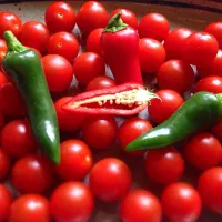 Chillies & cherry tomatoes|Cristiano Caputoさん