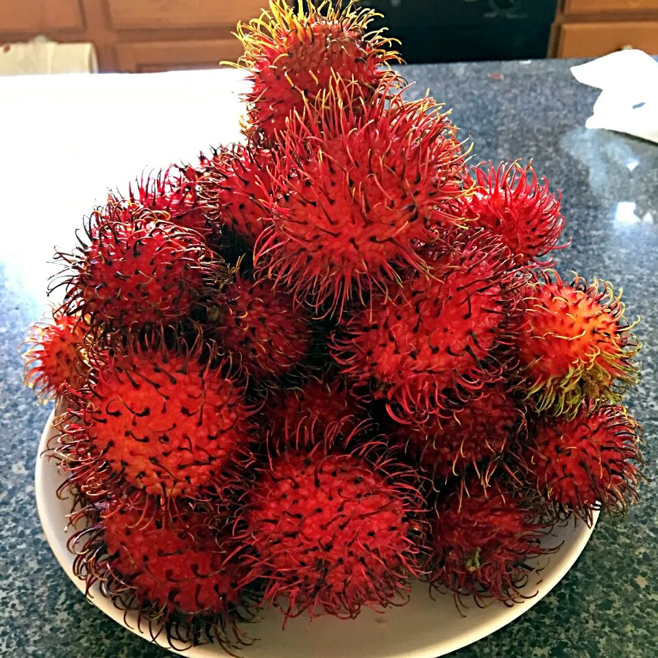 Fresh Rambutan in Winter|Tiviさん