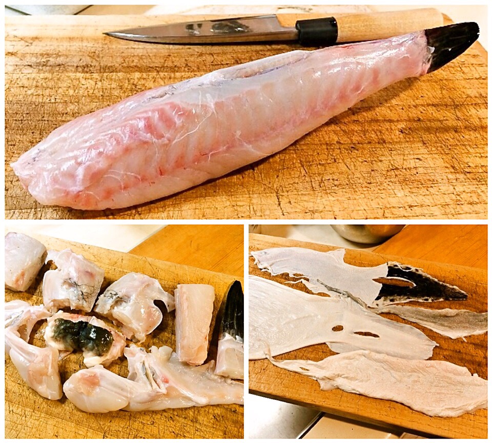 とらふぐ1.4kg _ H28 延縄初漁