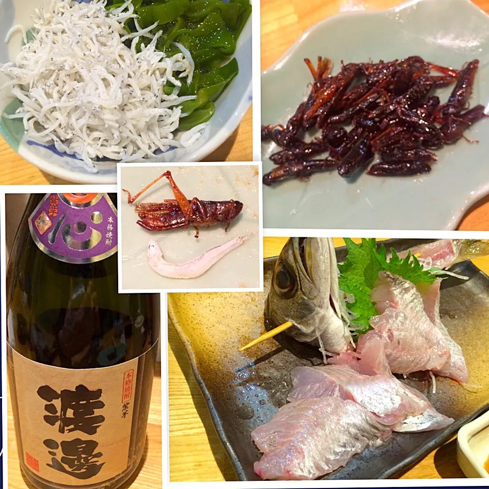 Snapdishの料理写真:イナゴの甘露煮(！)としらすとむつの刺身 焼酎は渡邊|uchikawa hiroshiさん