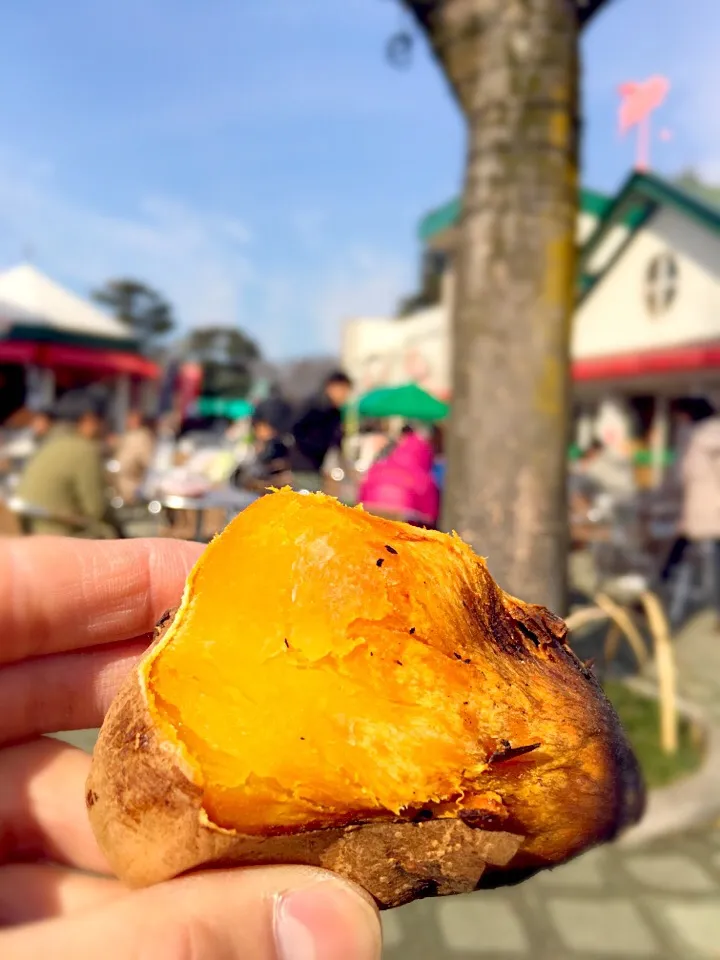 安納芋の焼き芋|白川哲也さん