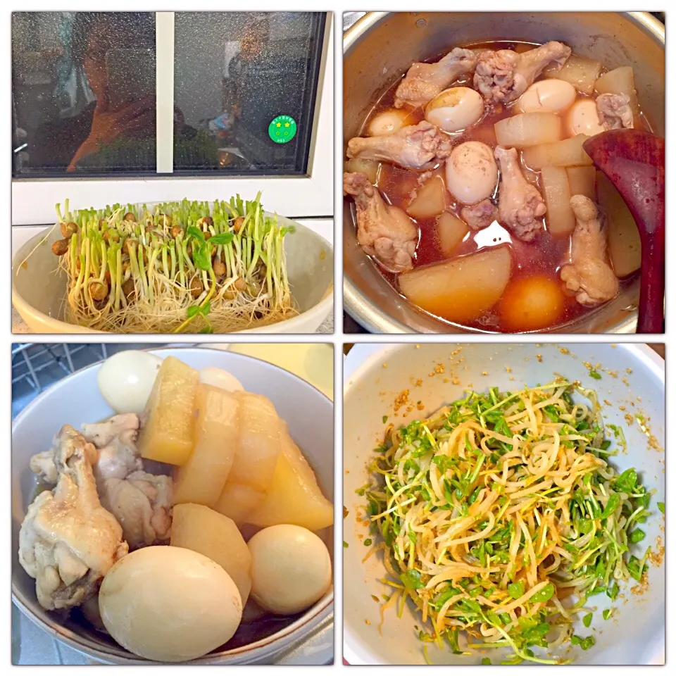 Snapdishの料理写真:大根と鶏手羽元の煮物ゆで卵入り&豆苗ともやしの胡麻和え|eritypさん