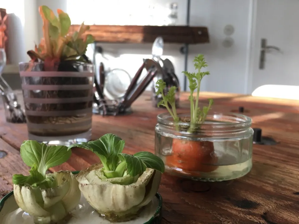 you guys doing this too, right? #nature #regrowingvegtables #nowaste #nothrowingaway carrot, salad pak choi|MarcoBavariaさん