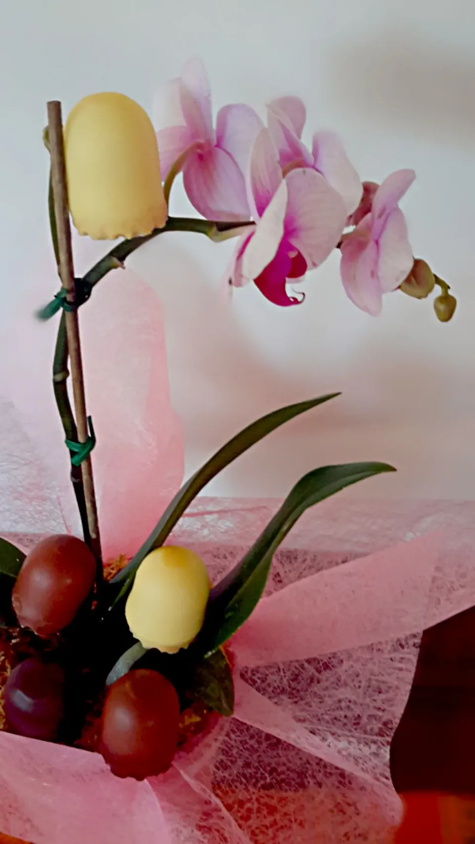 schaumküsse growing on an orchid|Jiraphon Gさん