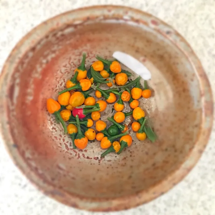 Mexican salsa chiles ready to be roasted|carla zarateさん