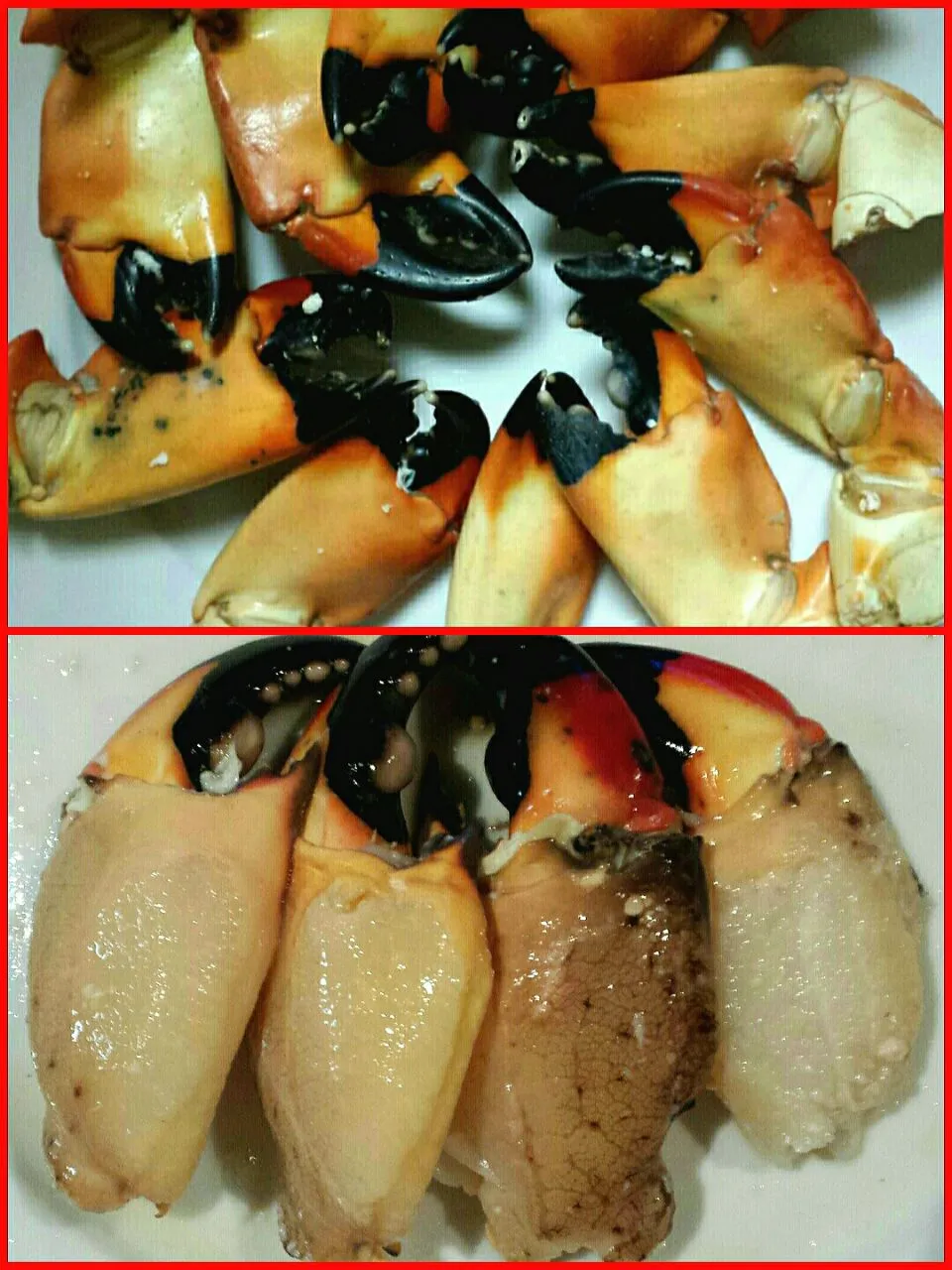 Snapdishの料理写真:stone crab claws|steven z.y.さん