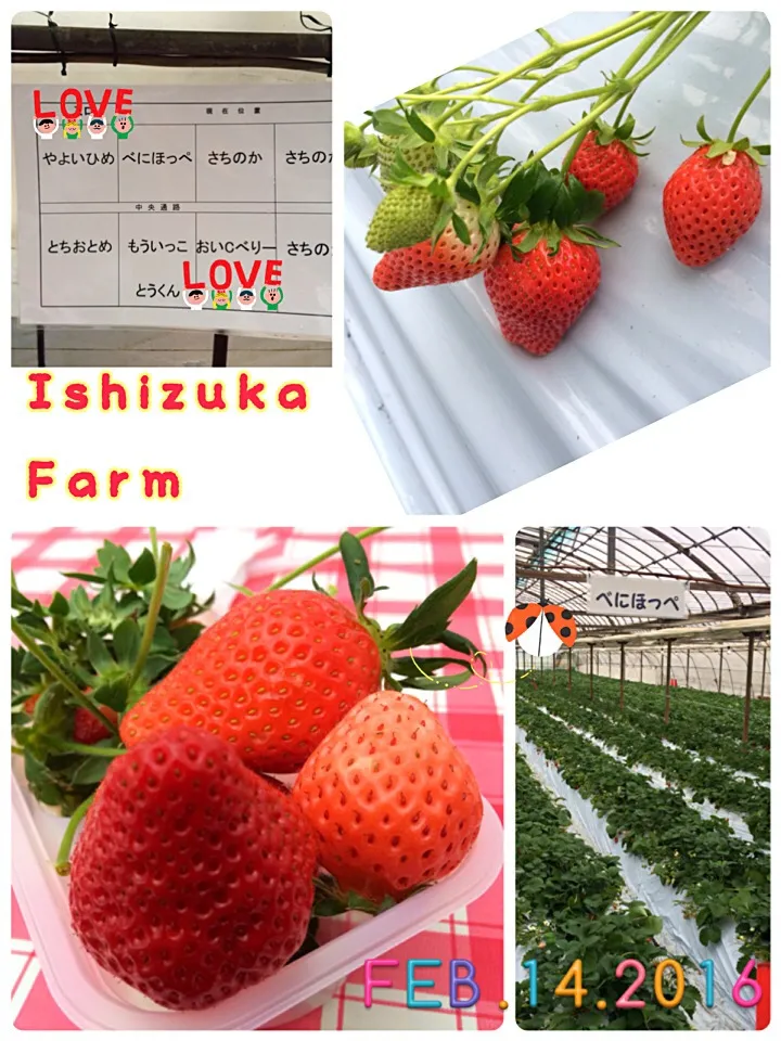 2/14🍓イチゴ狩に行って来ました🍓|みきぴょん♪さん