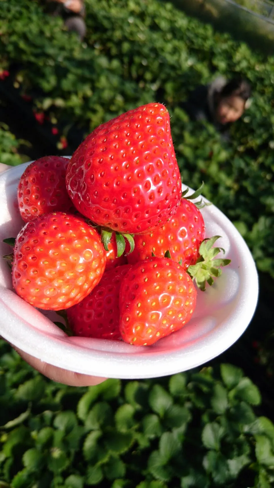 イチゴ狩り🍓|ちゃきさん