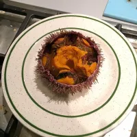 Sea urchin|dhccさん