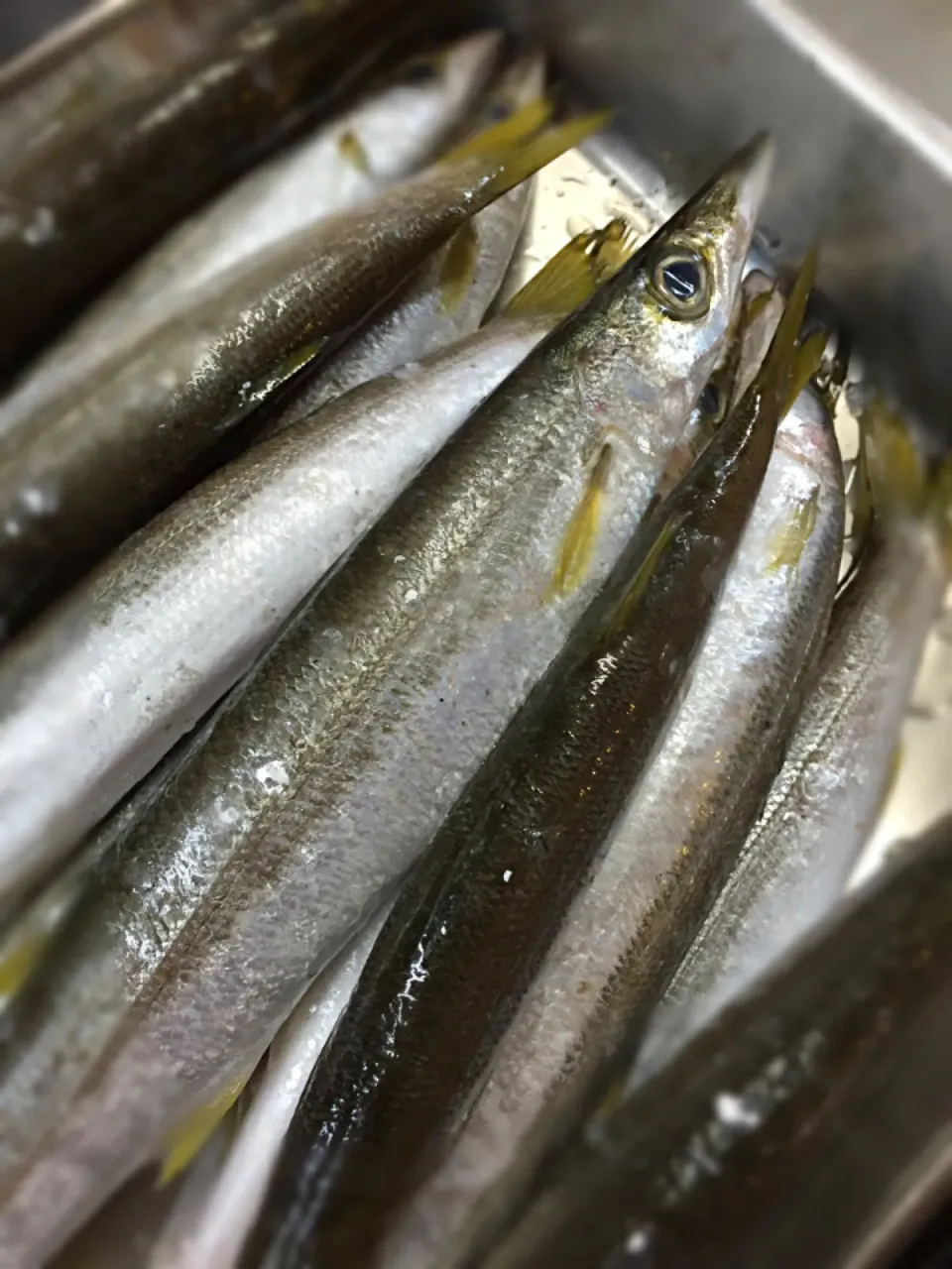 今日のお勧めは、小柴のカマスです|料理長さん