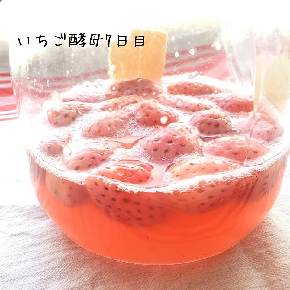 いちご酵母〜7日目！綺麗な色になってきた🍓|naocoisaさん