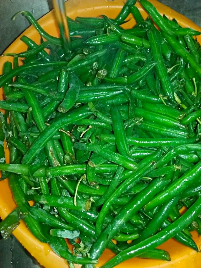 Organic Fresh String Beans From The Country of Oklahoma|Sheila Harrisさん