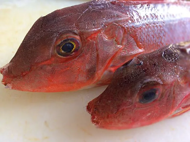 カナガシラをブイヤベースで！|つきっズ料理教室さん