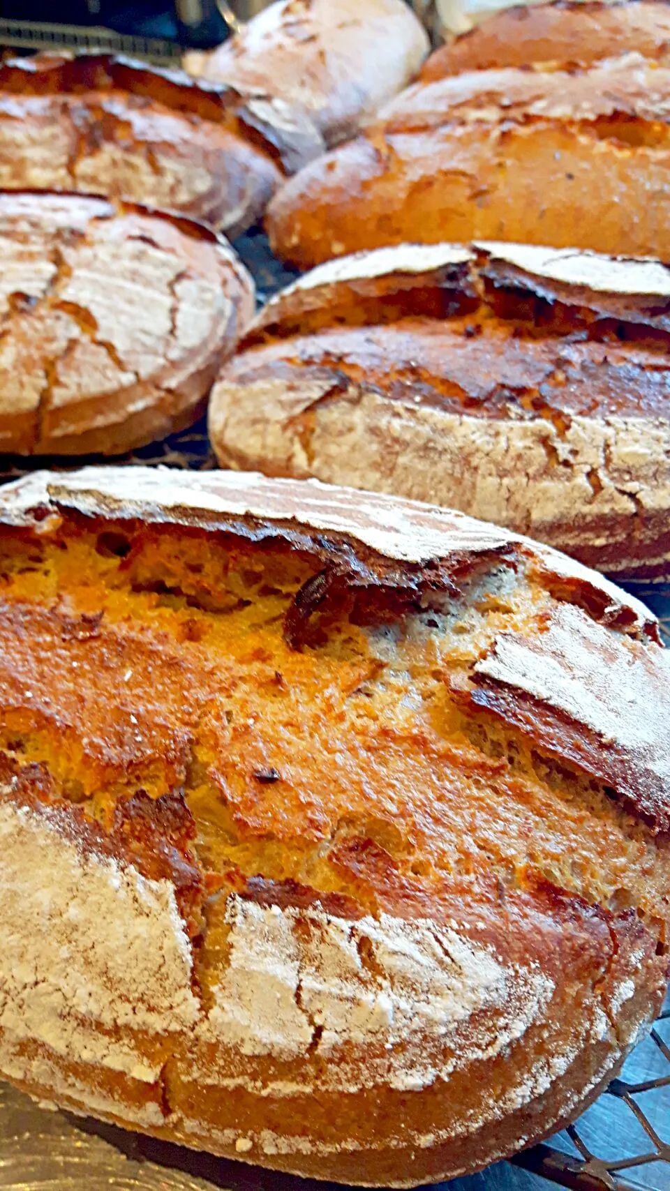 Sourdough-caraway rye fresh out of the oven and into the sunshine!|Connie Decさん