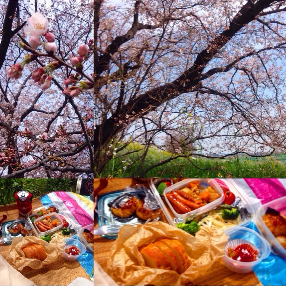 お花見ランチ🌸第二弾🍻|ヲルカさん