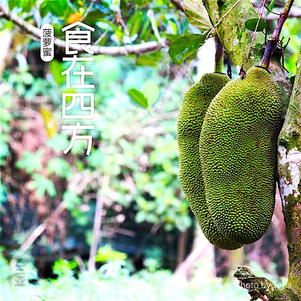 Jackfruit
in 海南省三亚市|Tana爱枣子さん