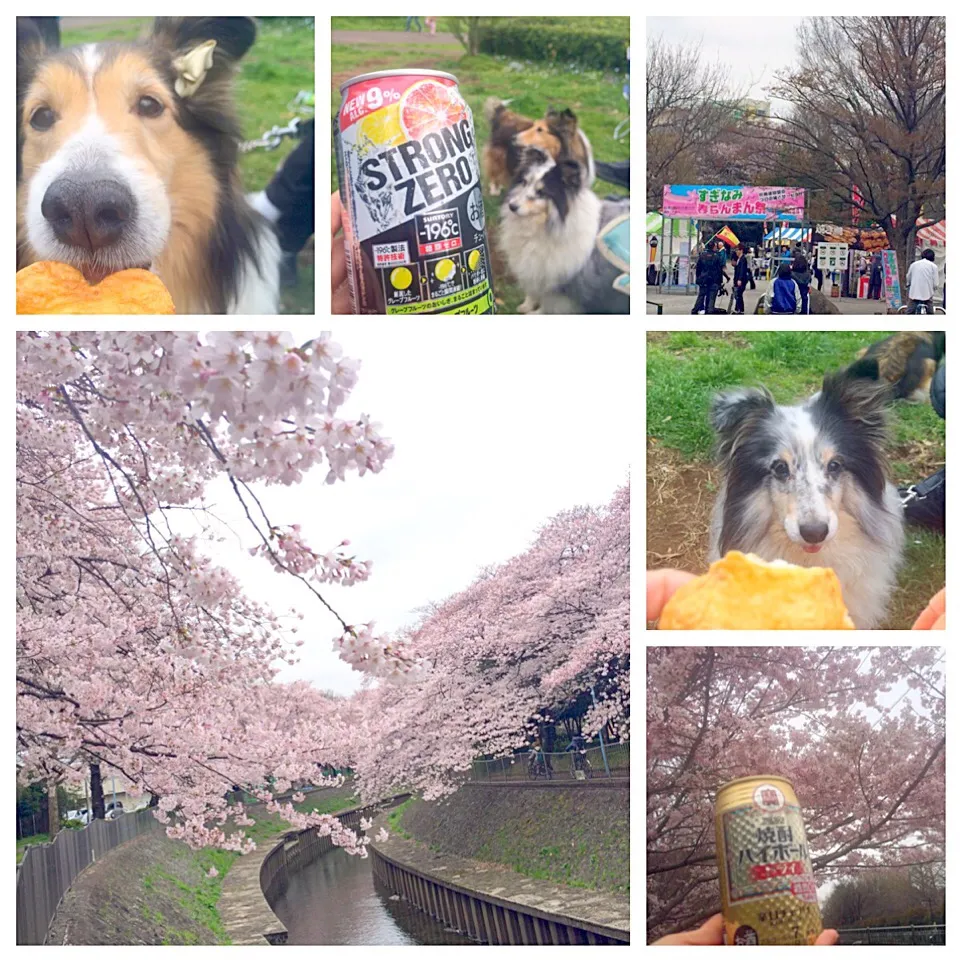 Cherry‐blossom viewing picnic 2016🌸おやつ|🌈Ami🍻さん