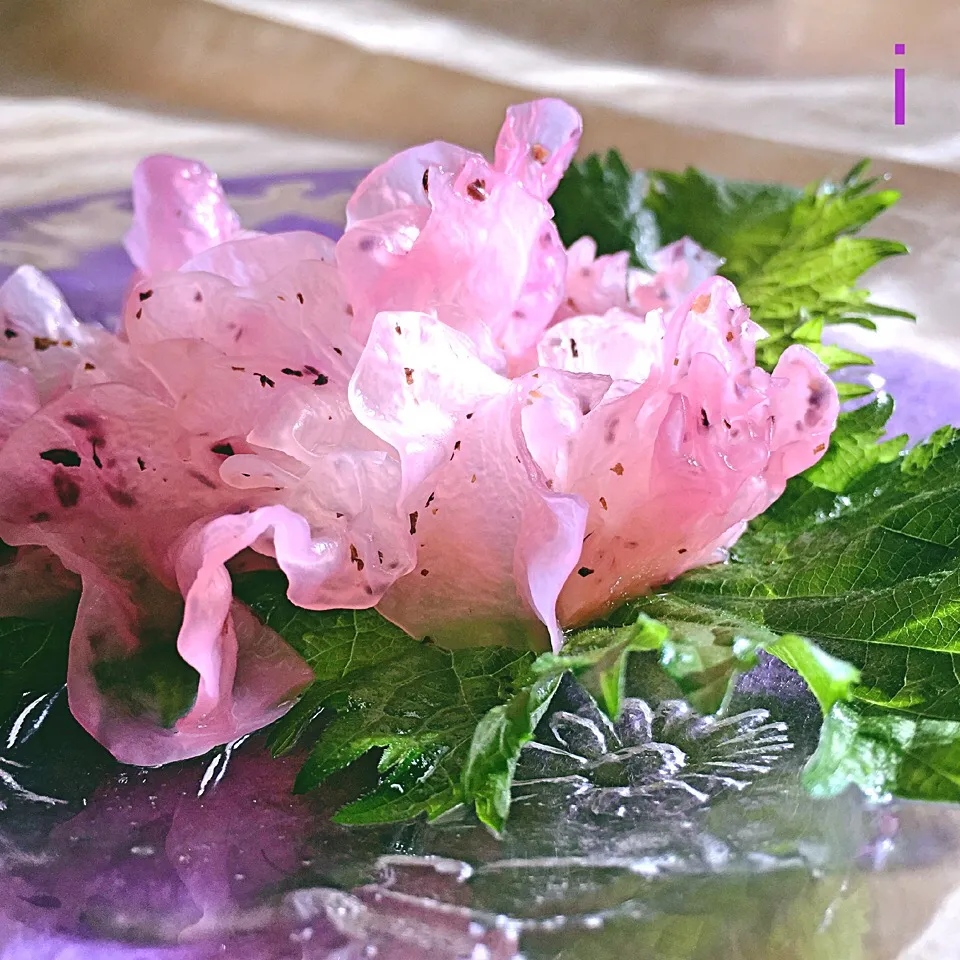 白きくらげ・梅ゆかりで🌸桜花びら風酢の物 【Pink vinegared cloud ear mushroom】|izoomさん