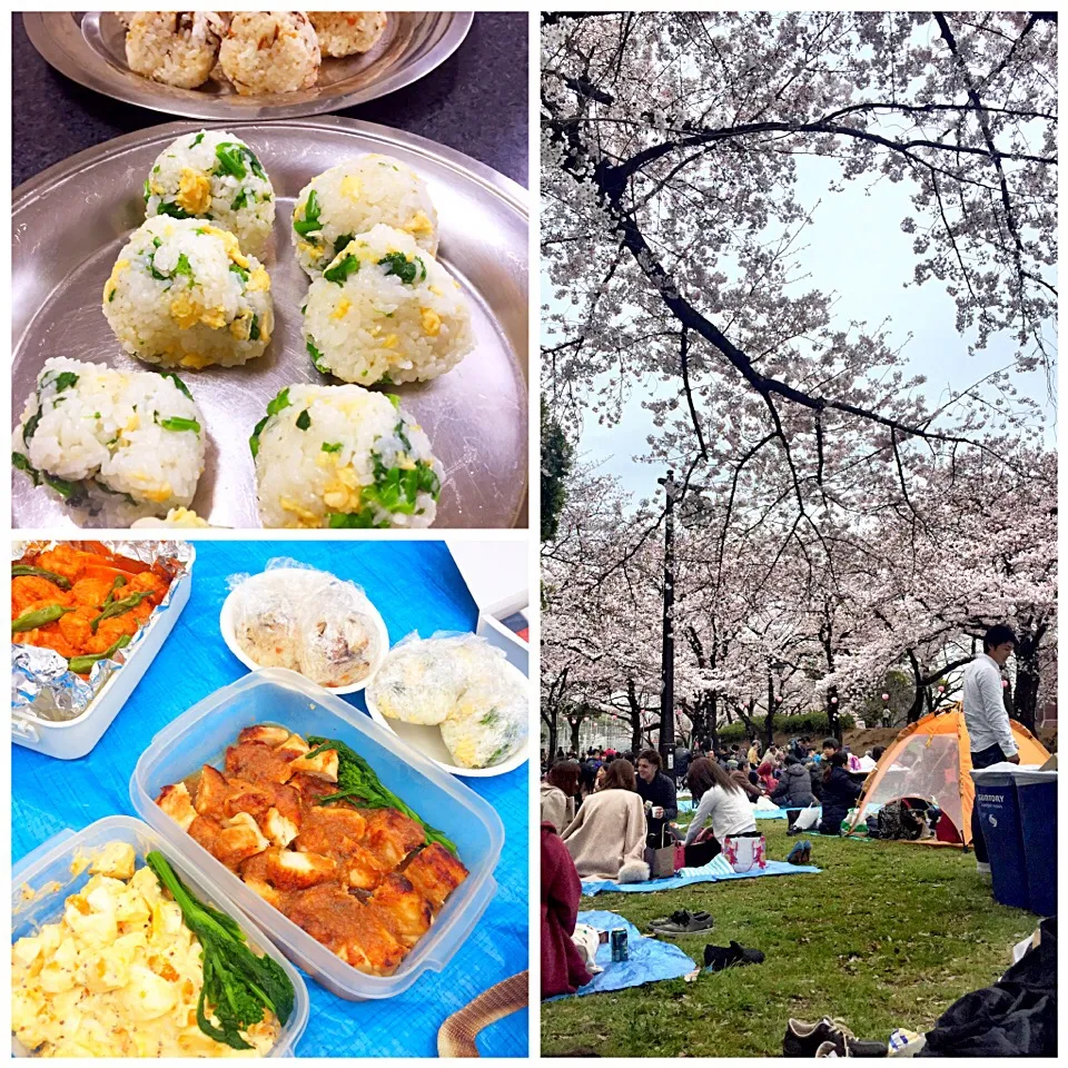 アッチさんの料理 菜の花ごはんをおにぎりにしてお花見🌸|ほっけまんさん