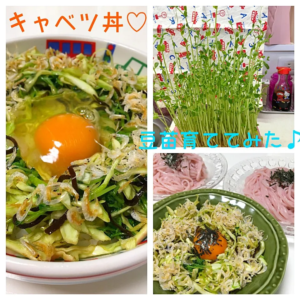 きいこさんの料理 旦那さん考案の、ダイエットキャベツ丼❣️豆苗&あみえびで♡|mari♡（もも(*´∀｀*)♪）さん