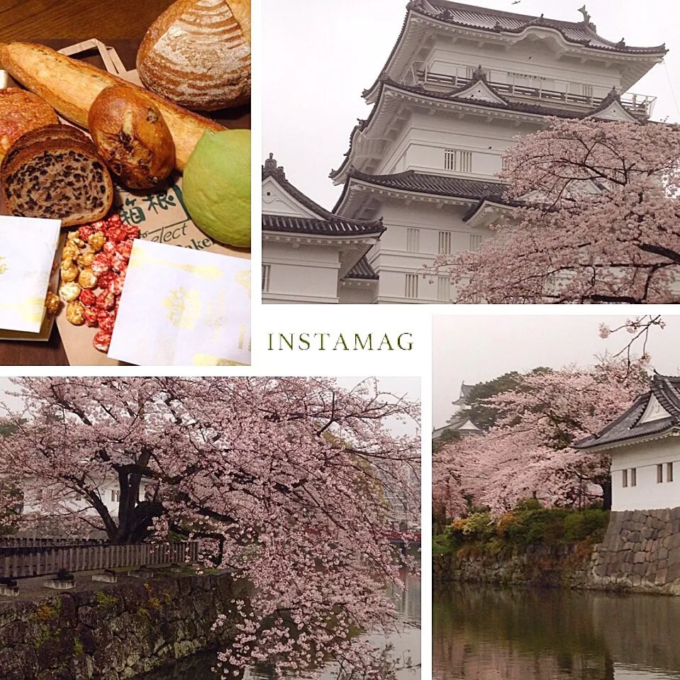 ♡箱根ベーカリーパン･小田原城の満開の桜🌸♡|anzyさん