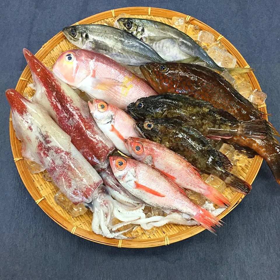 今日はウェブのお仕事で、鮮魚とふぐの通販をやってる鮮魚卸の会社に撮影に行ってきました。キジハタ、アマダイ、ノドグロ、かさごなど高級魚がこれだけ入って送料込みで10000円！安い！さあ買った！（笑）|shimakouさん