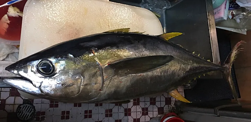 7キロキメジ釣れました|ちゅら夏さん