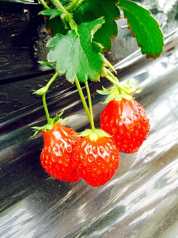 いちごの里でとちおとめ狩り♪
おいしー🍓|sayuri*さん