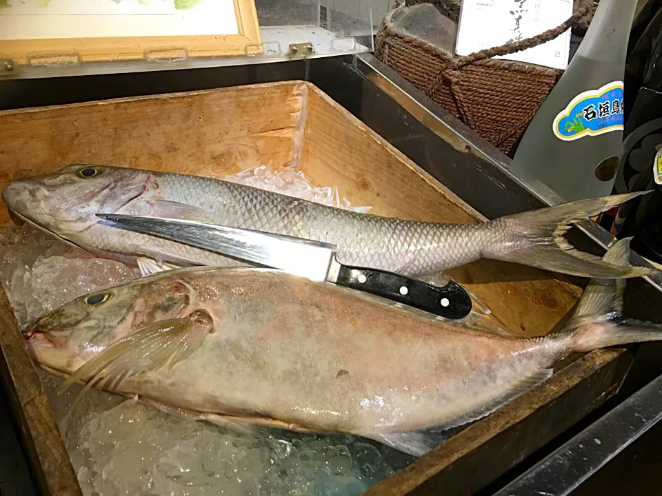 ガーラ  オオマチ
釣れました。
低温熟成スタートです|ちゅら夏さん