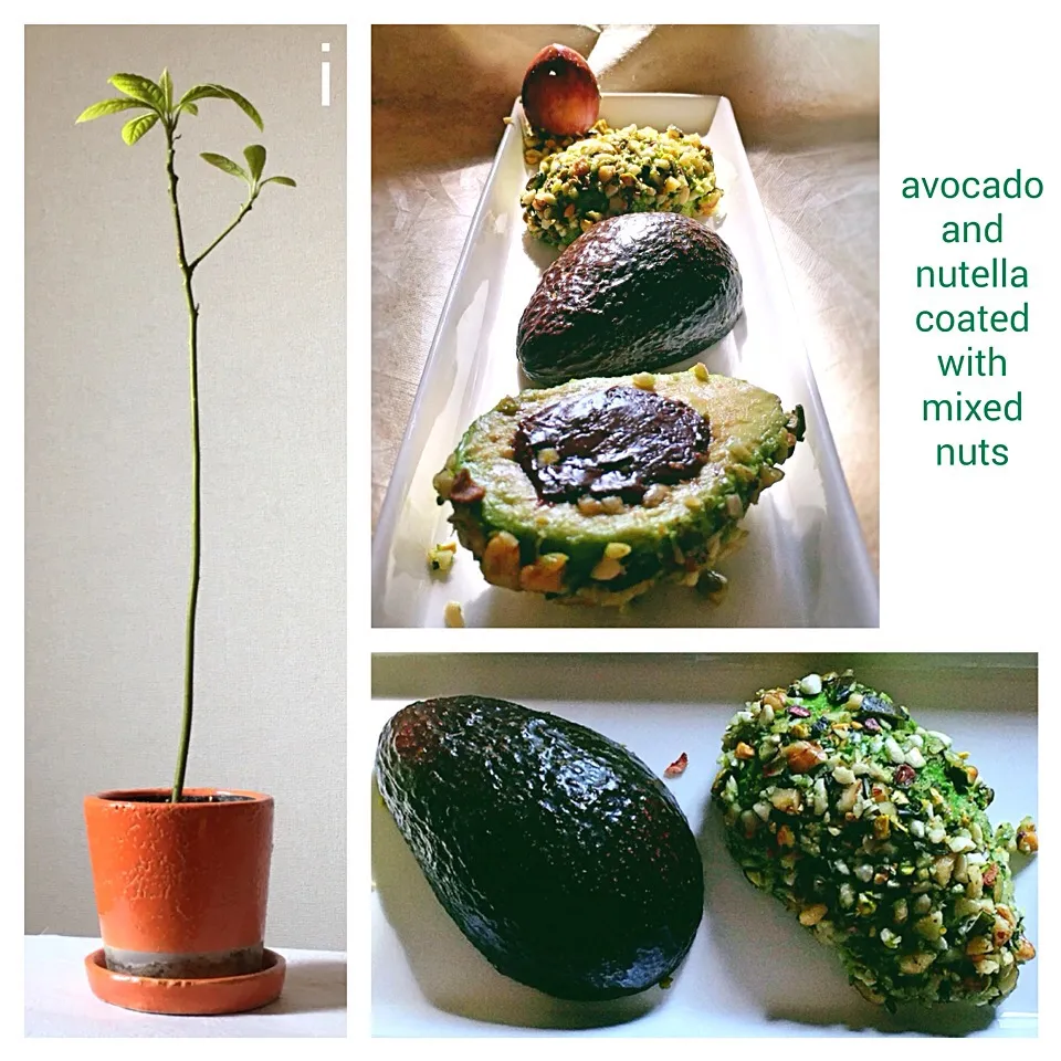 Snapdishの料理写真:アボカド&ヌテラのミックスナッツまみれ 【Avocado and nutella  coated w/ mixed nuts】|izoomさん