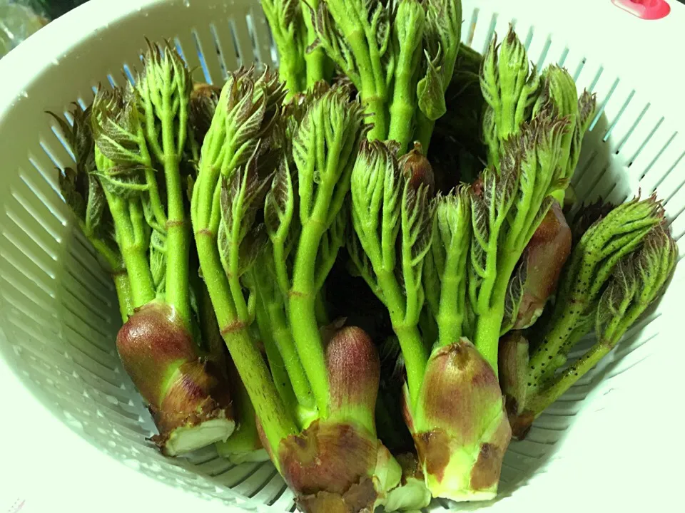 Snapdishの料理写真:タラの芽|Masaru Katohさん